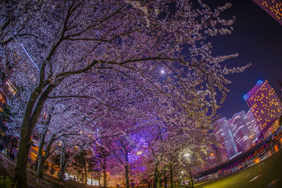 Low angle view of illuminated tree by building against sky at night