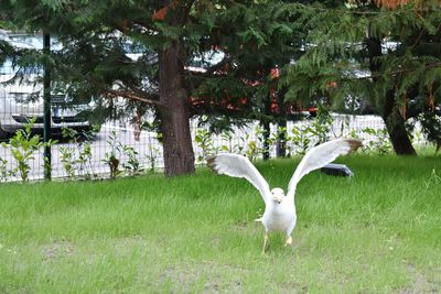 White birds in a field