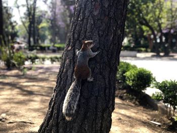 Squirrel climbing on tree trunk