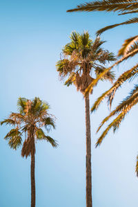 Low angle view of palm tree against clear blue sky