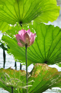 Close-up of pink lotus blooming outdoors