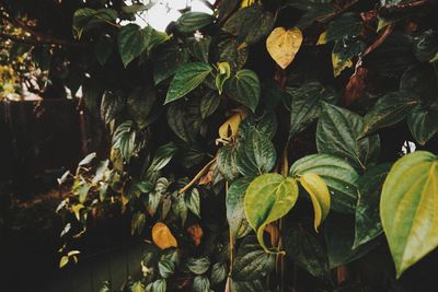 Close-up of plants