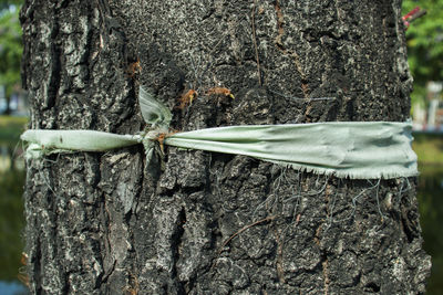 Close-up of tree trunk