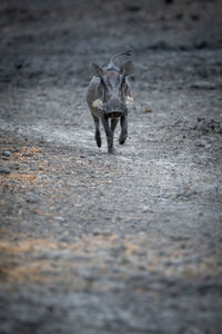 Common warthog runs towards camera over gravel