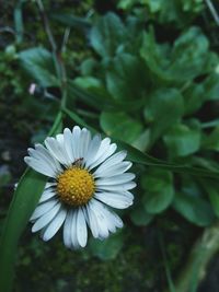 Close-up of white flower blooming outdoors