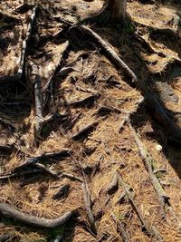 Full frame shot of tree trunks in field