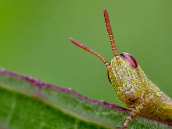 Close-up of insect on flower