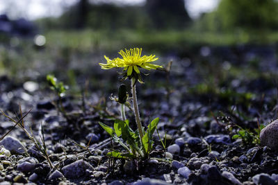 Close-up of yellow flowers blooming outdoors