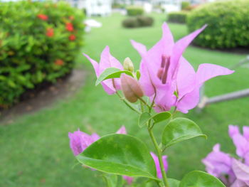 Close-up of flower blooming outdoors