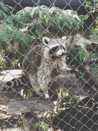 chainlink fence