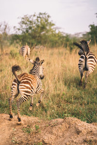 Zebra standing on field