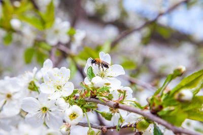 Close-up of insect on white flower