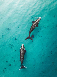 High angle view of fish swimming in sea