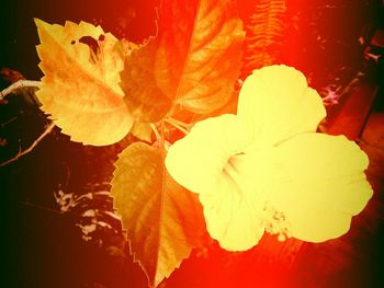 Close-up of orange flowers