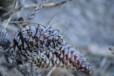 Close-up of dried pine cone on plant during winter