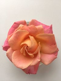 Close-up of rose over white background