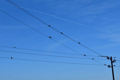 Low angle view of birds flying against blue sky