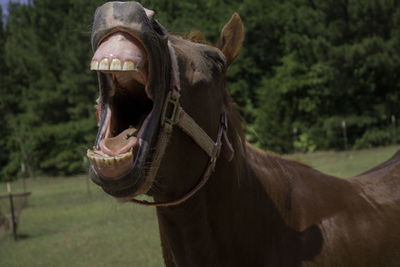 Horse in a field