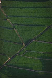 Aerial view of agricultural field