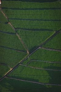 Aerial view of agricultural field