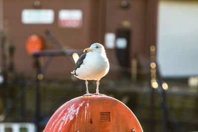 Close-up of seagull perching