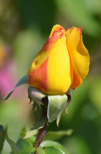 Close-up of yellow rose