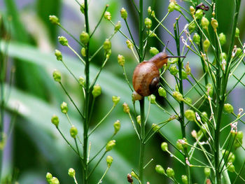 Close-up of snail on plants