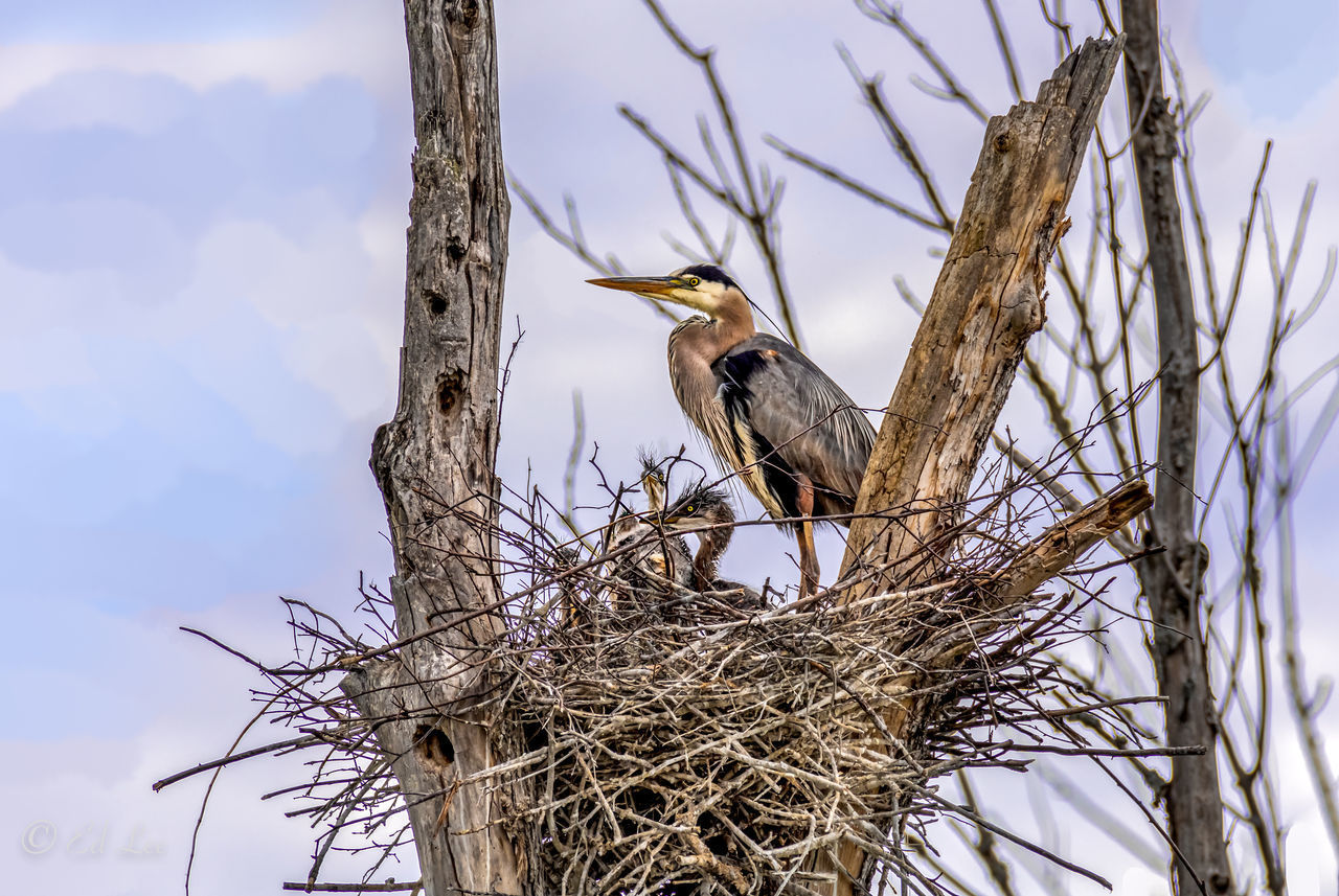 LOW ANGLE VIEW OF BIRD PERCHING ON BRANCH