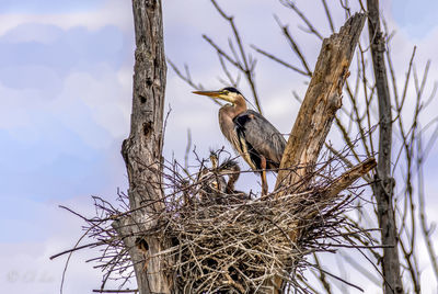 Low angle view of bird perching on tree against sky