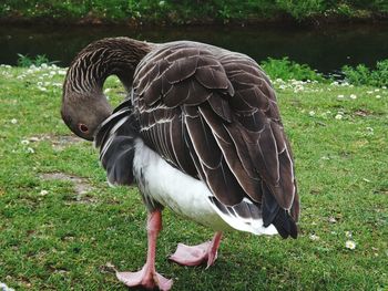 Goose on grassy field