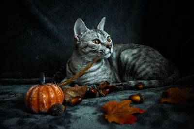 Close-up of cat lying on leaves