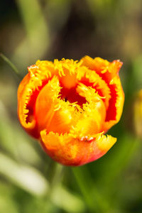 Close-up of orange flower