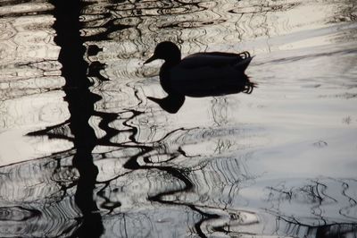 Silhouette duck swimming in water