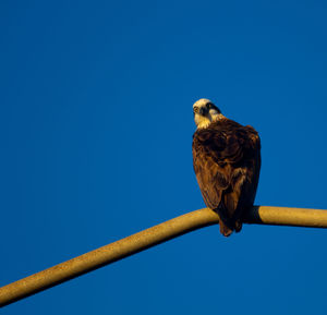 Low angle view of bird perching against clear blue sky