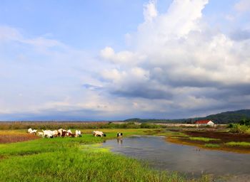 Scenic view of landscape against sky