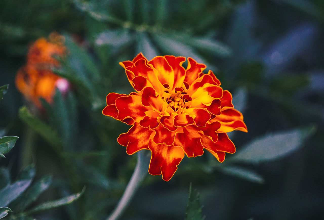 CLOSE-UP OF ORANGE FLOWER