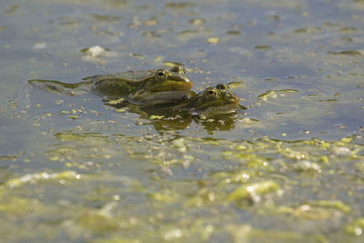 Close-up of frog swimming in sea