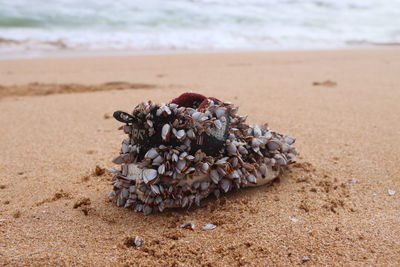 Close-up of seashells on sand at beach