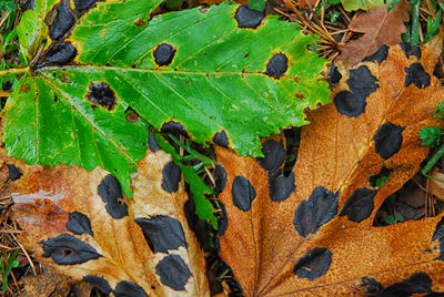 Full frame shot of autumn leaves