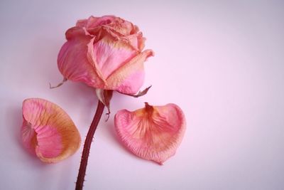 Close-up of pink flower against white background