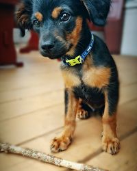 Close-up of puppy sitting on hardwood floor