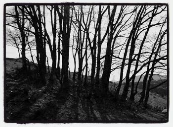 Bare trees on landscape