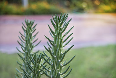 Close-up of pine tree in field