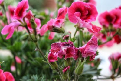 Close-up of pink flowers