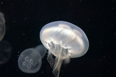 Close-up of jellyfish swimming in sea