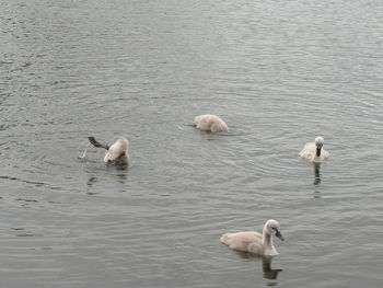 High angle view of ducks in lake