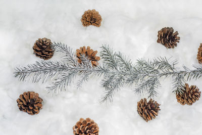 High angle view of pine cone in snow