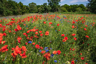 Red poppy flowers growing on field