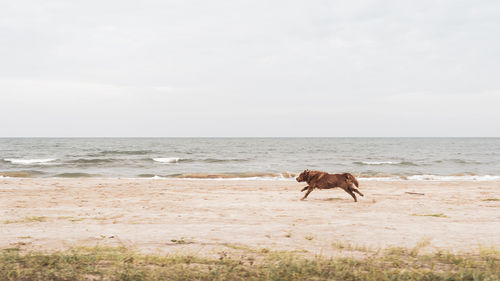 Dog running at beach against sky