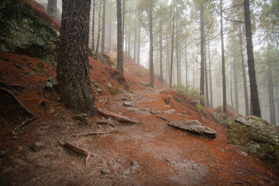 Pine trees in forest